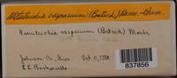 Metatrichia vesparium image